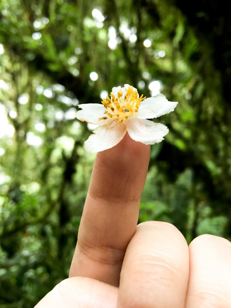 Small Flower