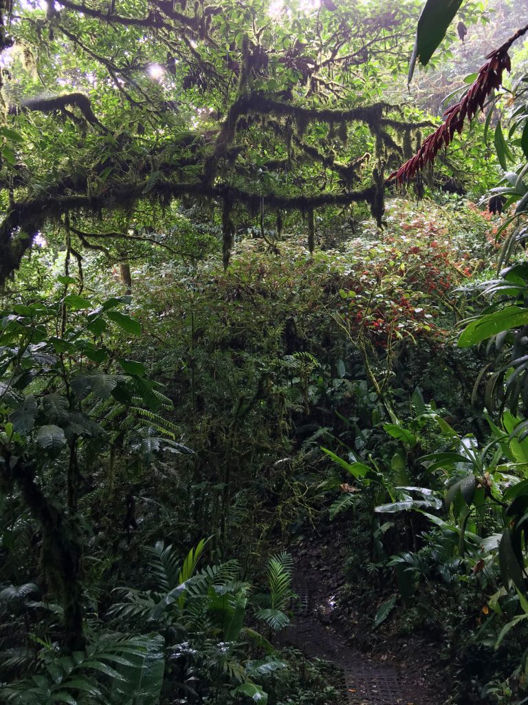 Cloud Forest Trees