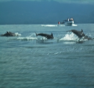 Playful Dolphins Jumping