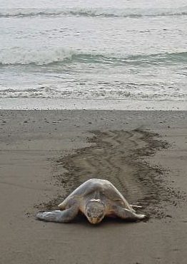 Leatherback Turtle on Beach