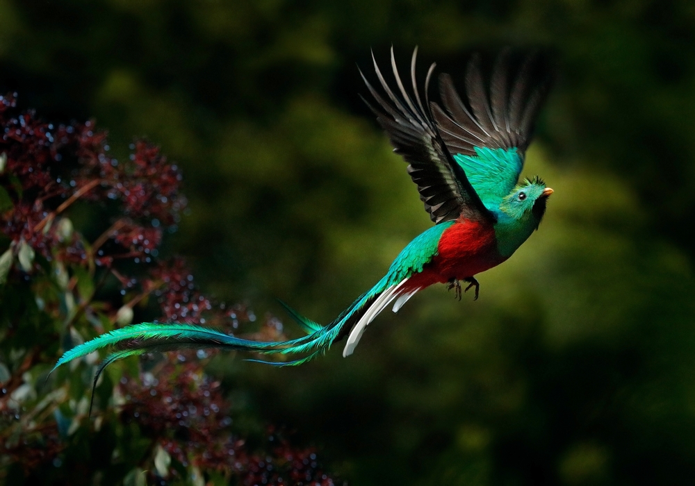 Flying Resplendent Quetzal, Pharomachrus mocinno, in Costa Rica