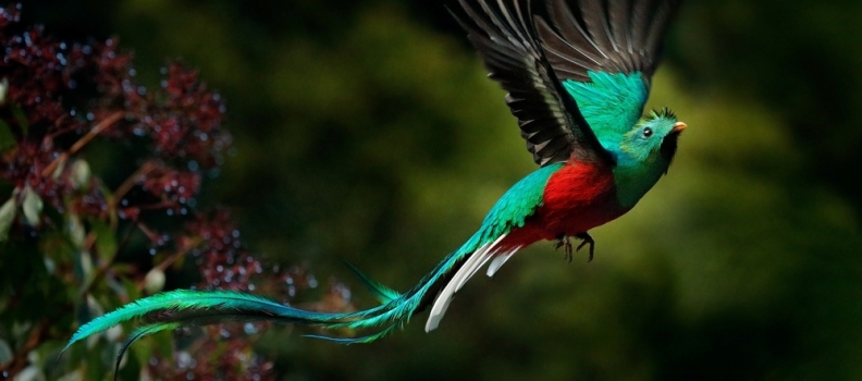5 Best Birdwatching Destinations  in Costa Rica